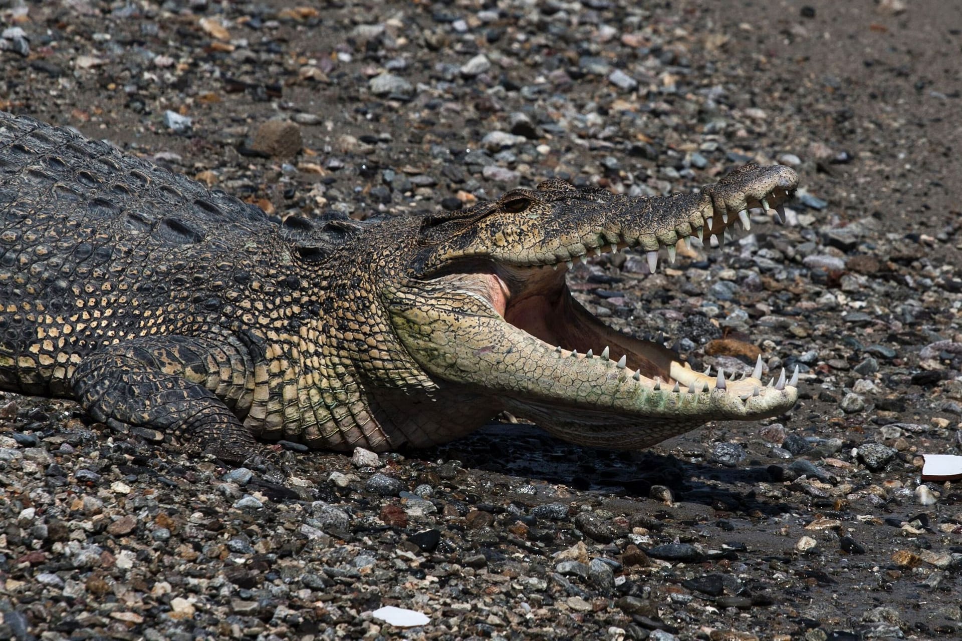 Krokodil in Indonesien Krokodil in Indonesien