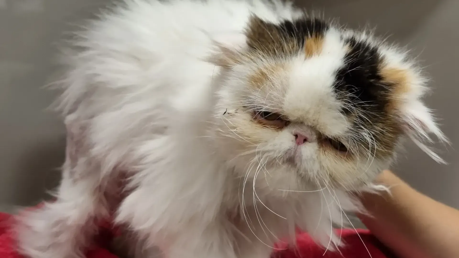 Eigentlich war Coco 2024 schon vermittelt worden, nun ist die Perserkatze wieder im Tierheim Hamburg.