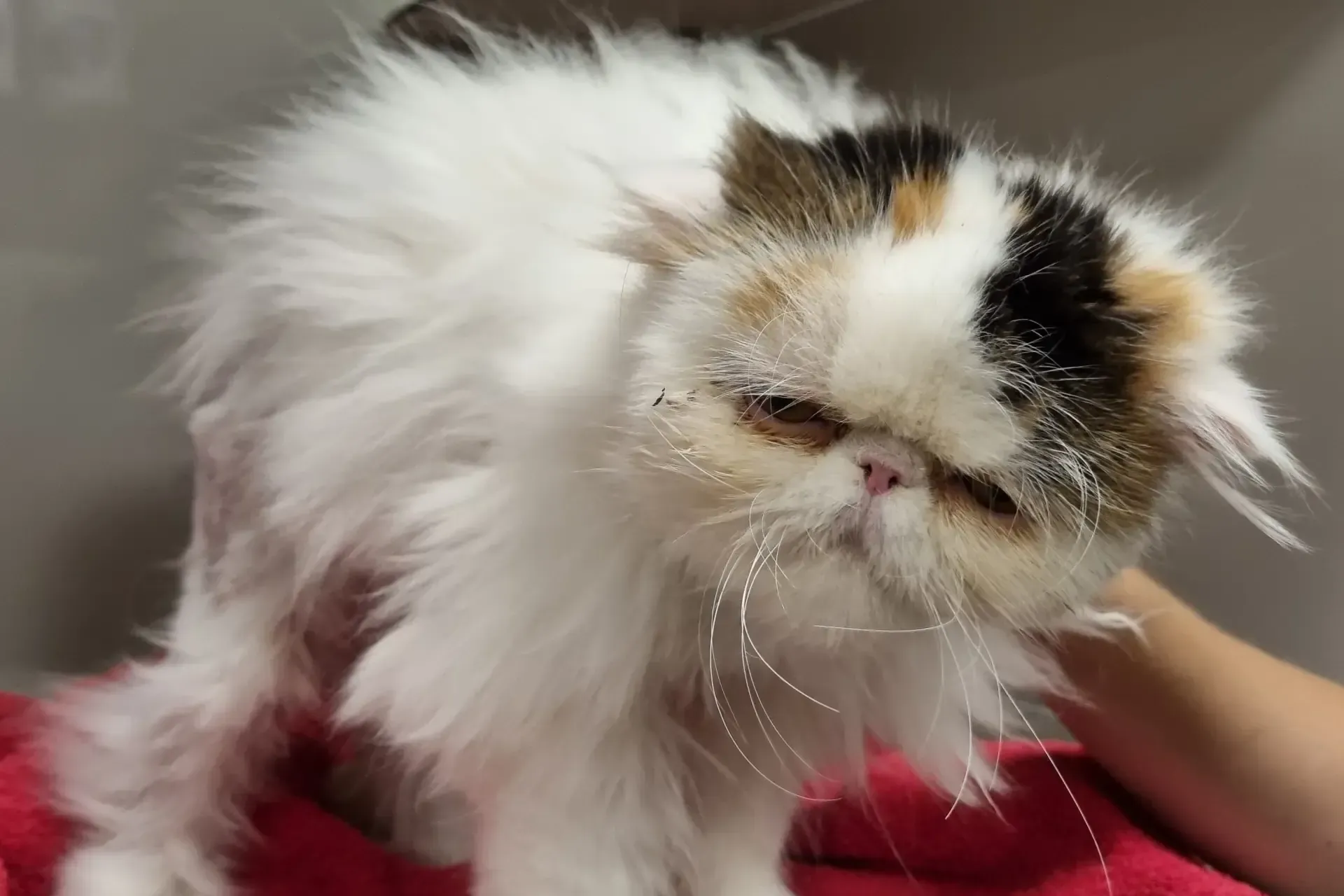 Eigentlich war Coco 2024 schon vermittelt worden, nun ist die Perserkatze wieder im Tierheim Hamburg.