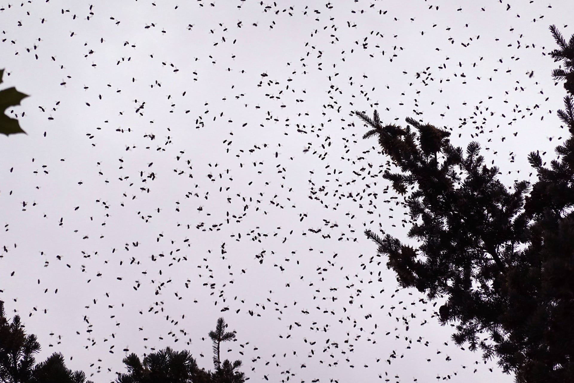 Ein Bienenschwarm am Himmel (Archivbild): In den USA warnen die Behörden die Bevölkerung nach einem Unfall vor den Tieren.