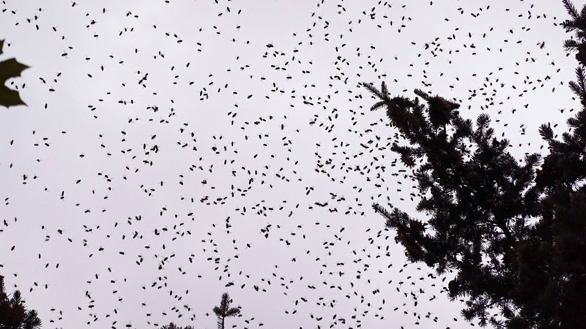 Ein Bienenschwarm am Himmel (Archivbild): In den USA warnen die Behörden die Bevölkerung nach einem Unfall vor den Tieren.