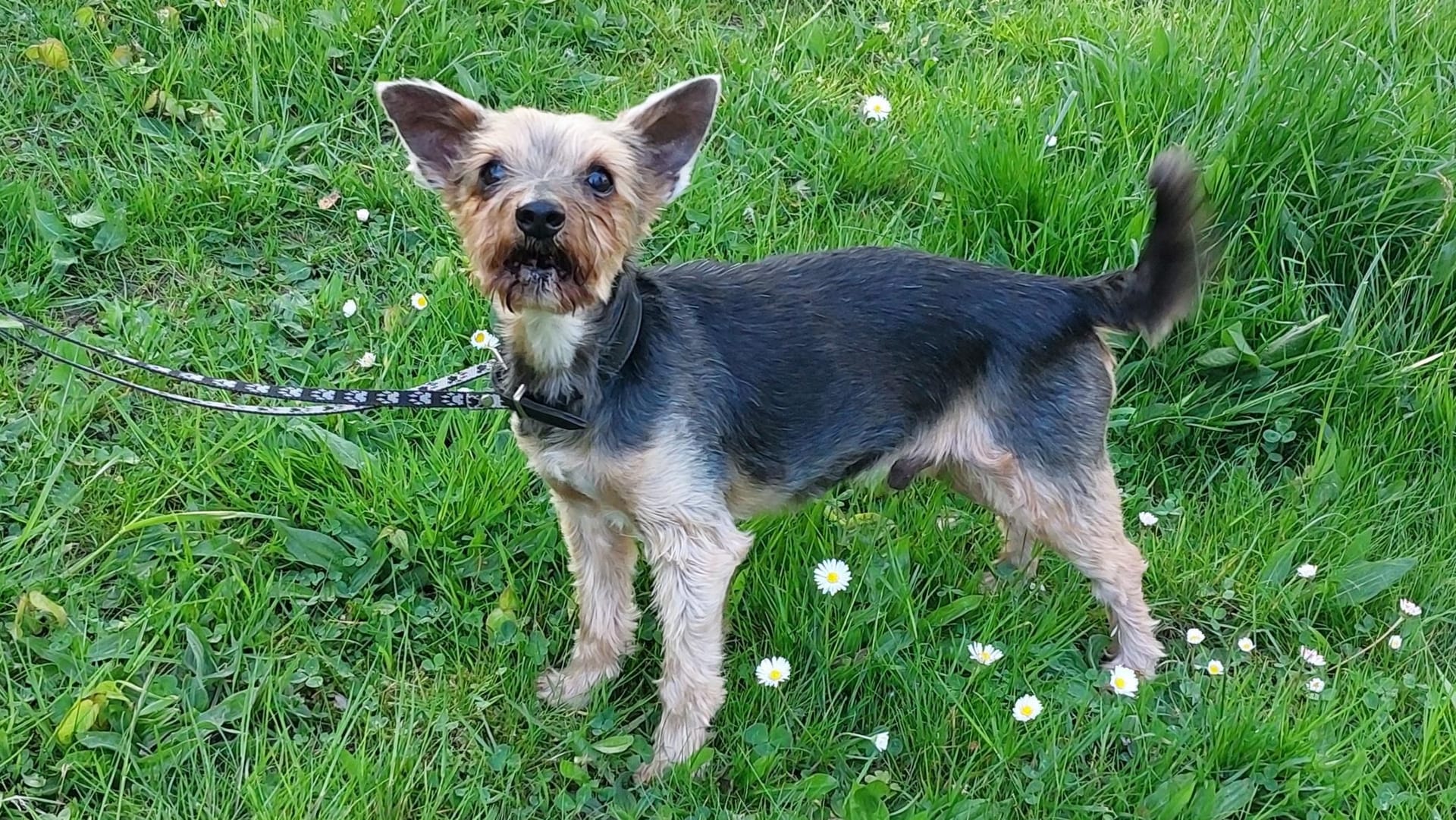 Pepe ist neu im Hamburger Tierheim: Der Yorkshire-Terrier sucht ein neues Zuhause.