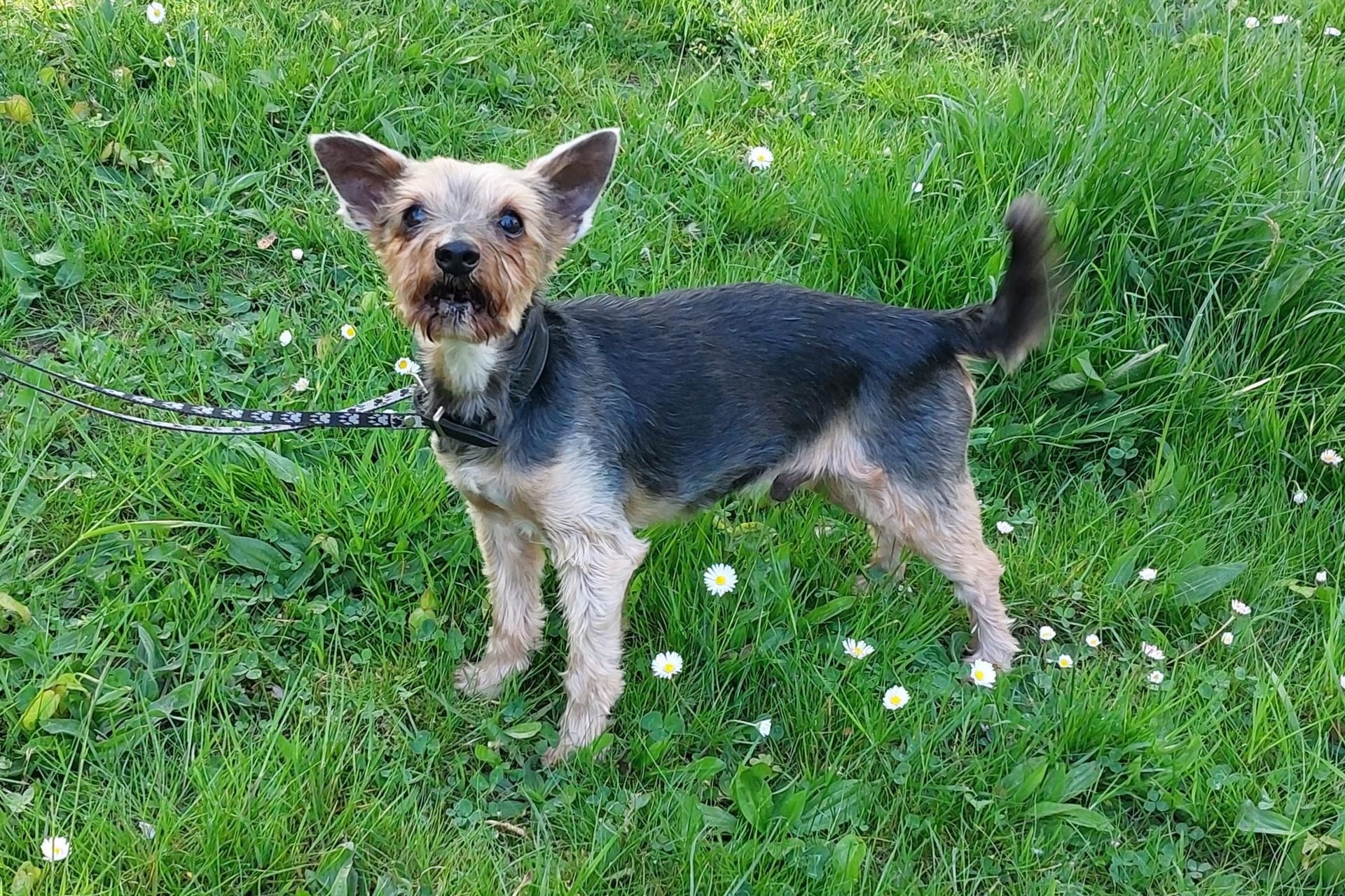 Pepe ist neu im Hamburger Tierheim: Der Yorkshire-Terrier sucht ein neues Zuhause.