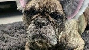 Hündin Chuchu: Dem kranken Tier mussten beide Ohren amputiert werden. Ein Foto vom Tierheim Essen zeigt die Bulldogge nun mit "Fake-Ohren". Hündin Chuchu: Dem kranken Tier mussten beide Ohren amputiert werden. Ein Foto vom Tierheim Essen zeigt die Bulldogge nun mit "Fake-Ohren".