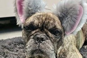 Hündin Chuchu: Dem kranken Tier mussten beide Ohren amputiert werden. Ein Foto vom Tierheim Essen zeigt die Bulldogge nun mit "Fake-Ohren".