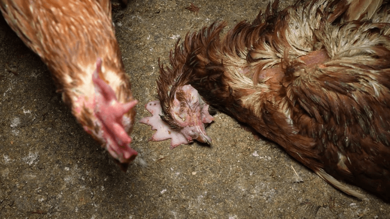 Aufnahmen aus einer großen Hühnerfarm auf Mallorca: Tierschützer haben Anzeige gegen den Betrieb erstattet.