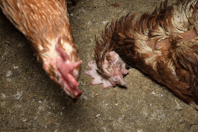 Aufnahmen aus einer großen Hühnerfarm auf Mallorca: Tierschützer haben Anzeige gegen den Betrieb erstattet.