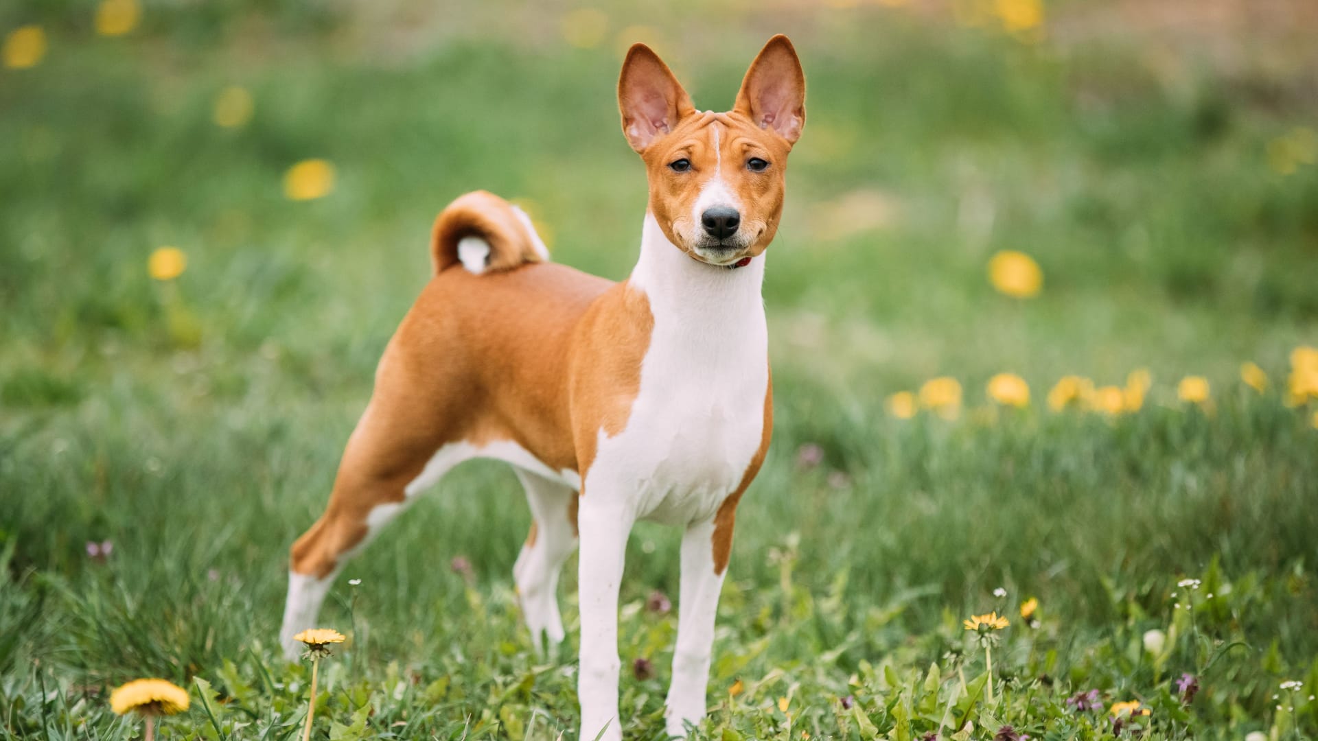 Basenji: Der Terrier hat kurzes, dichtes Fell.