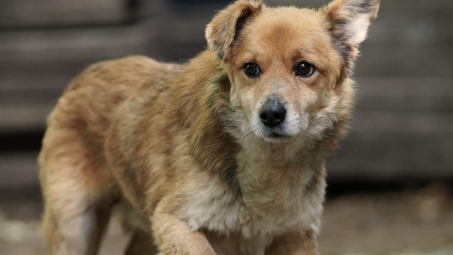 Freundlich und inmteressiert: Der kleine Razz ist seit Anfang Mai im Tierheim. Freundlich und inmteressiert: Der kleine Razz ist seit Anfang Mai im Tierheim.