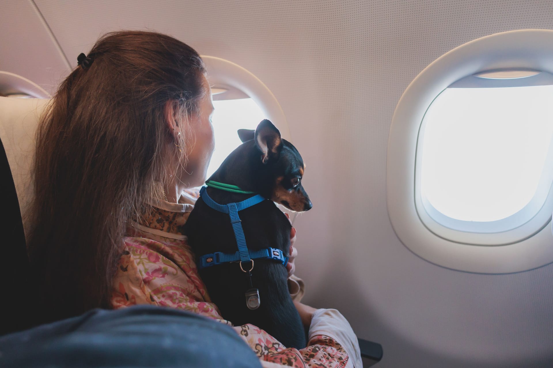 Ein Hund auf dem Schoß seiner Halterin: In Italien ist der Weg für einen einfacheren Transport von Haustieren im Flugzeug freigemacht worden.