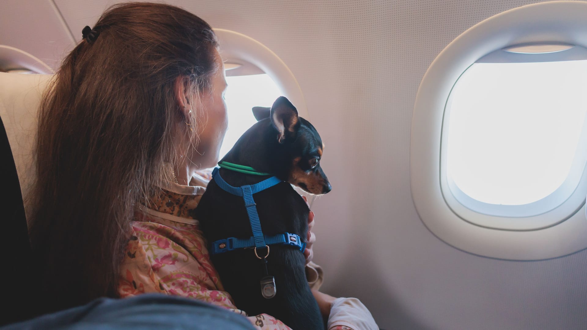 Ein Hund auf dem Schoß seiner Halterin: In Italien ist der Weg für einen einfacheren Transport von Haustieren im Flugzeug freigemacht worden. Ein Hund auf dem Schoß seiner Halterin: In Italien ist der Weg für einen einfacheren Transport von Haustieren im Flugzeug freigemacht worden.