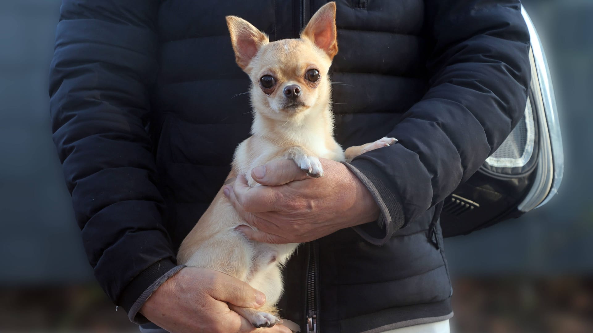 Chihuahua (Symbolbild): Der Mann kann seinen Hund im Tierheim abholen.