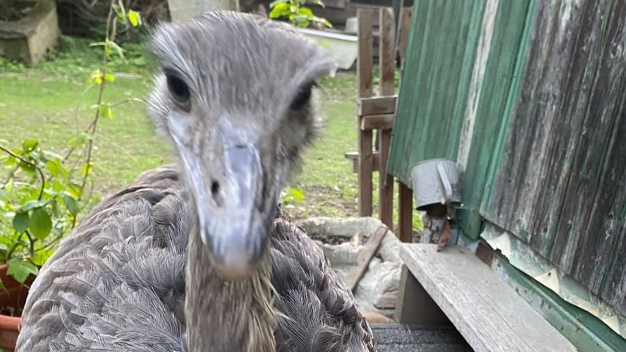 Ein Nandu im Garten: Die Polizei sucht nach diesem Tier.