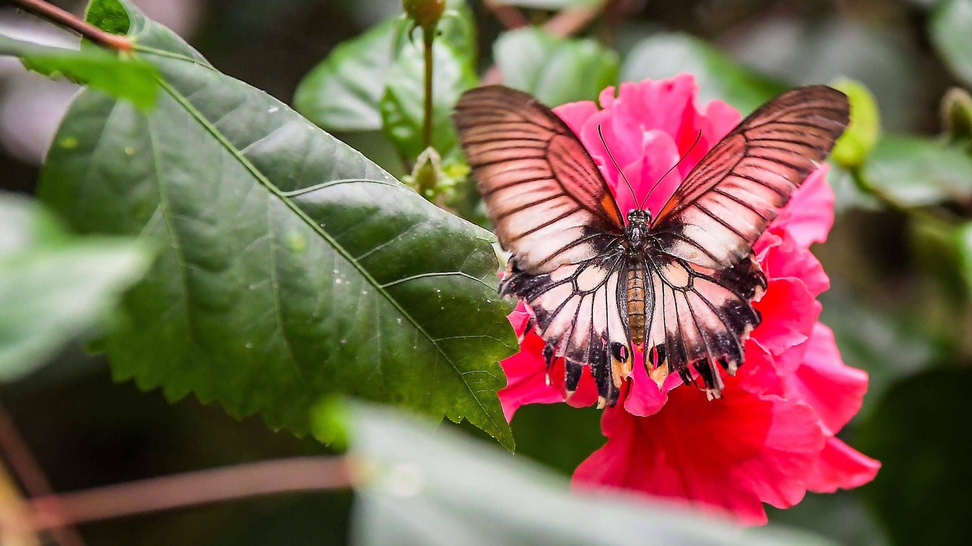 imago 80082687