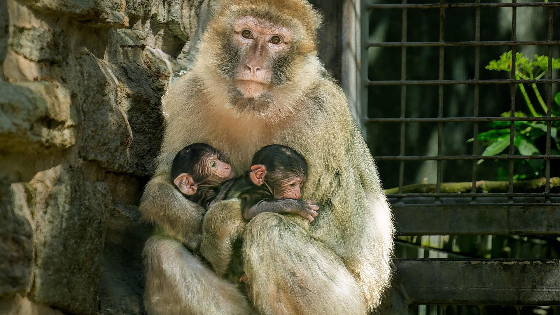 Eine Affenmutter sitzt mit ihren beiden Jungen im Kronberger Opel-Zoo. Im Opel-Zoo hat es eine ungewöhnliche Geburt gegeben: Eine Berberaffen-Mutter brachte Zwillinge zur Welt – ein Novum für den Zoo. Im Bild hält sie ihre drei Tage alten Babys im Arm. Eine Affenmutter sitzt mit ihren beiden Jungen im Kronberger Opel-Zoo. Im Opel-Zoo hat es eine ungewöhnliche Geburt gegeben: Eine Berberaffen-Mutter brachte Zwillinge zur Welt – ein Novum für den Zoo. Im Bild hält sie ihre drei Tage alten Babys im Arm.