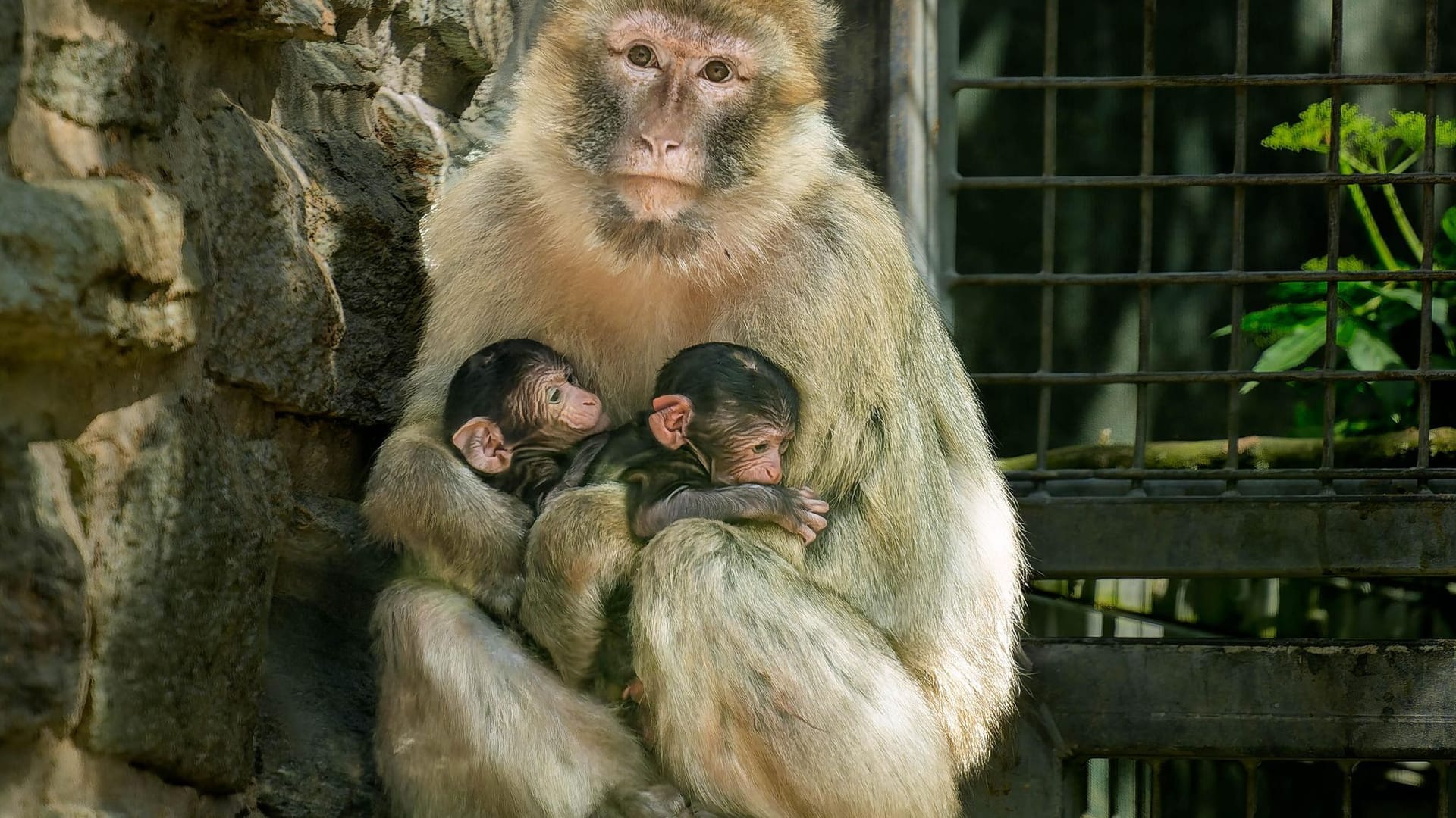 Eine Affenmutter sitzt mit ihren beiden Jungen im Kronberger Opel-Zoo. Im Opel-Zoo hat es eine ungewöhnliche Geburt gegeben: Eine Berberaffen-Mutter brachte Zwillinge zur Welt – ein Novum für den Zoo. Im Bild hält sie ihre drei Tage alten Babys im Arm. Eine Affenmutter sitzt mit ihren beiden Jungen im Kronberger Opel-Zoo. Im Opel-Zoo hat es eine ungewöhnliche Geburt gegeben: Eine Berberaffen-Mutter brachte Zwillinge zur Welt – ein Novum für den Zoo. Im Bild hält sie ihre drei Tage alten Babys im Arm.