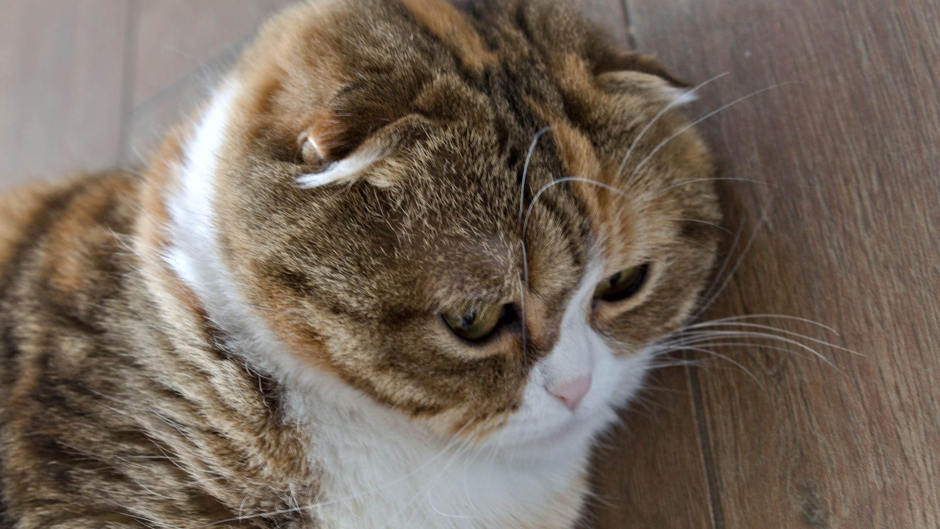 Scottish-Fold-Katze liegt auf dem Boden (Symbolbild): In Wolfsburg sind zwei solcher Exemplare ausgesetzt worden.