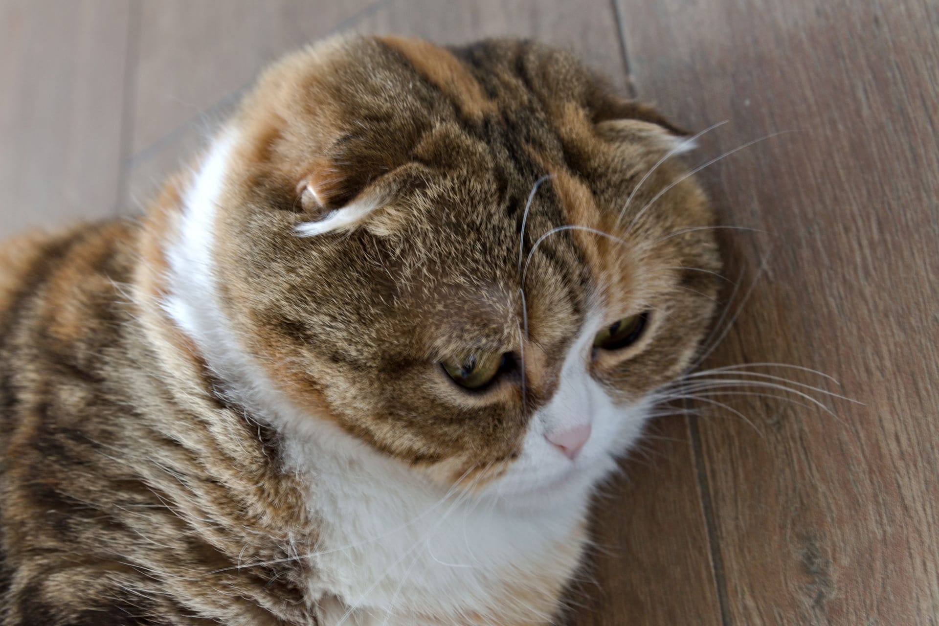Scottish-Fold-Katze liegt auf dem Boden (Symbolbild): In Wolfsburg sind zwei solcher Exemplare ausgesetzt worden.