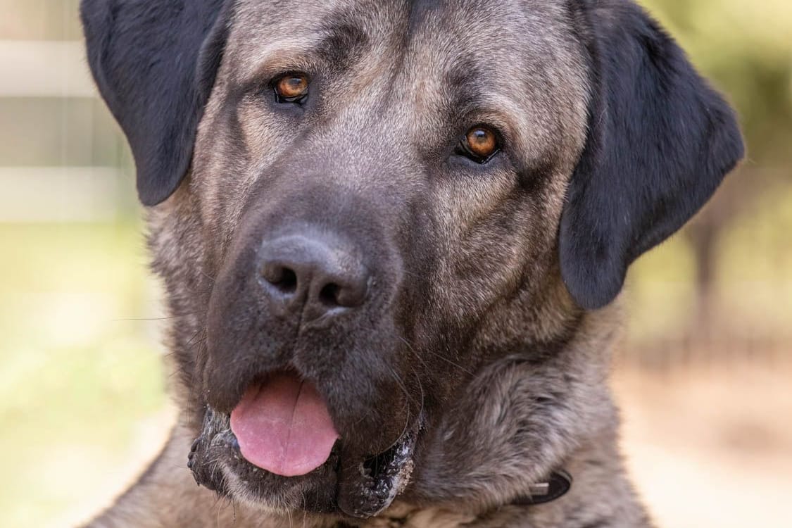Kangal Bozo: Sein früherer Besitzer hat ihn einfach laufen lassen.