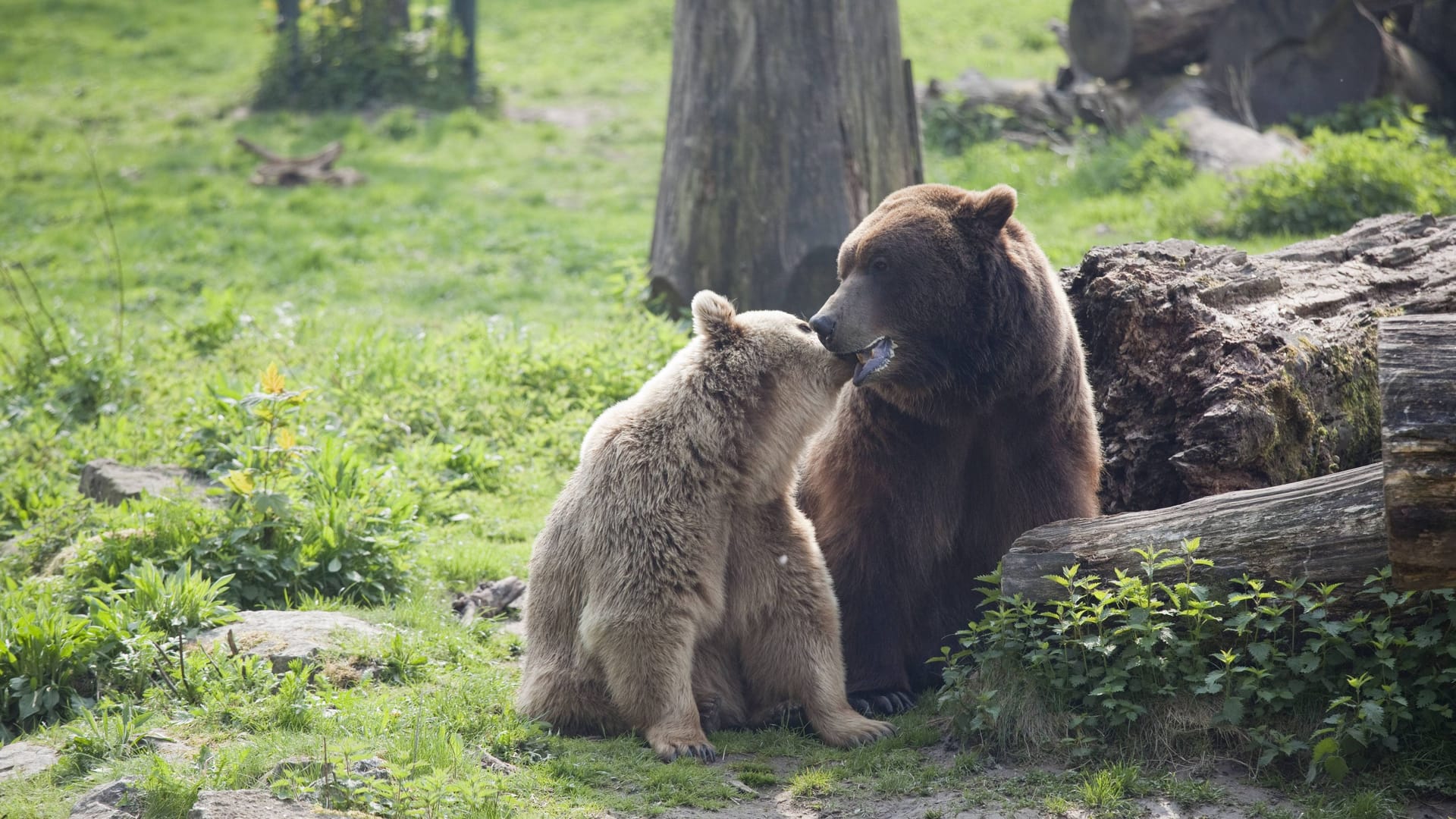 Mama Braunbär und Söhnchen: Frühlingserwachen im Tierpark Olderdissen bei Bielefeld.
