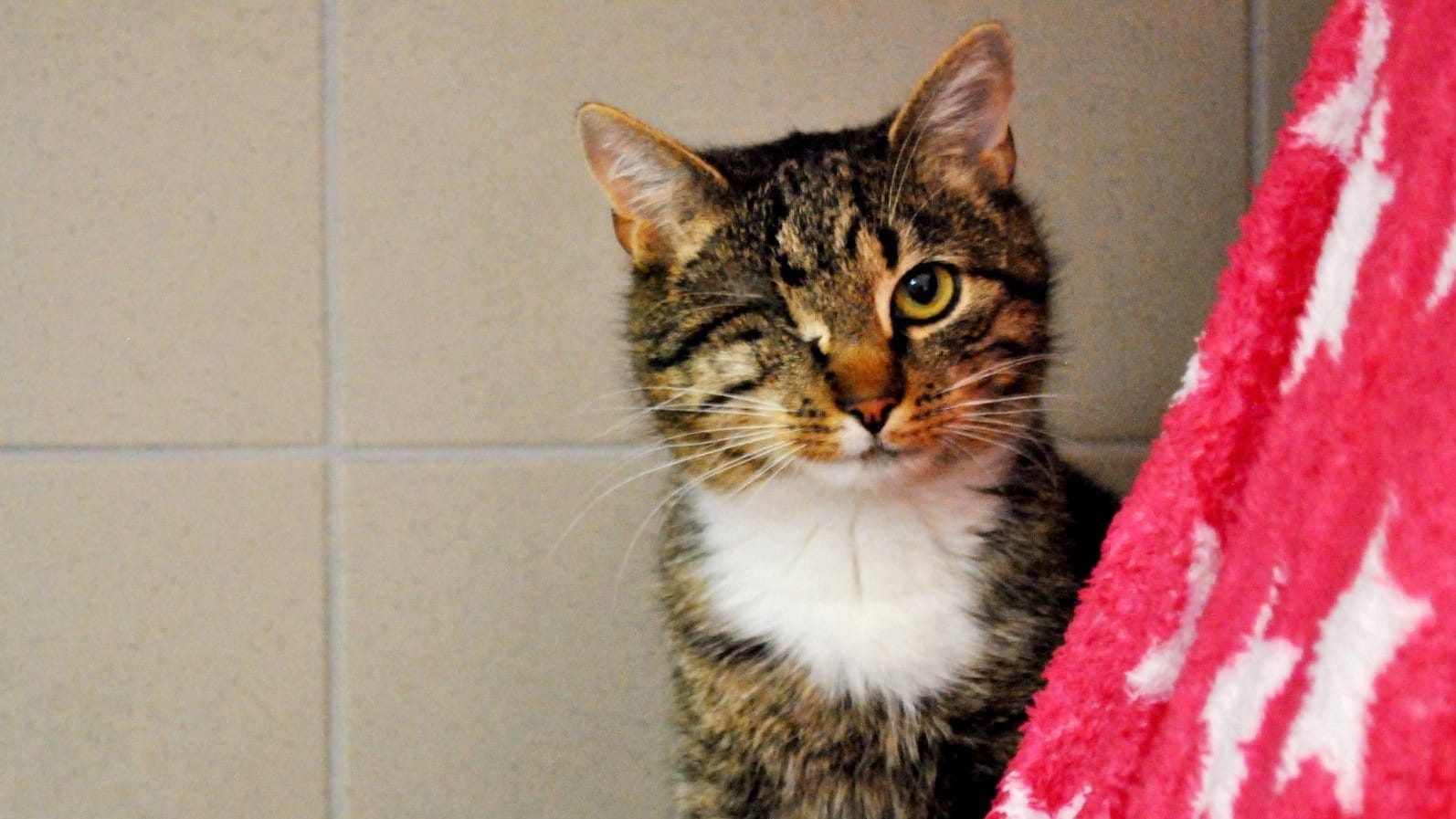 Eine einäugige Katze im Tierheim Zollstock: Der Kastrationspflicht kommen viele Halter nicht nach.