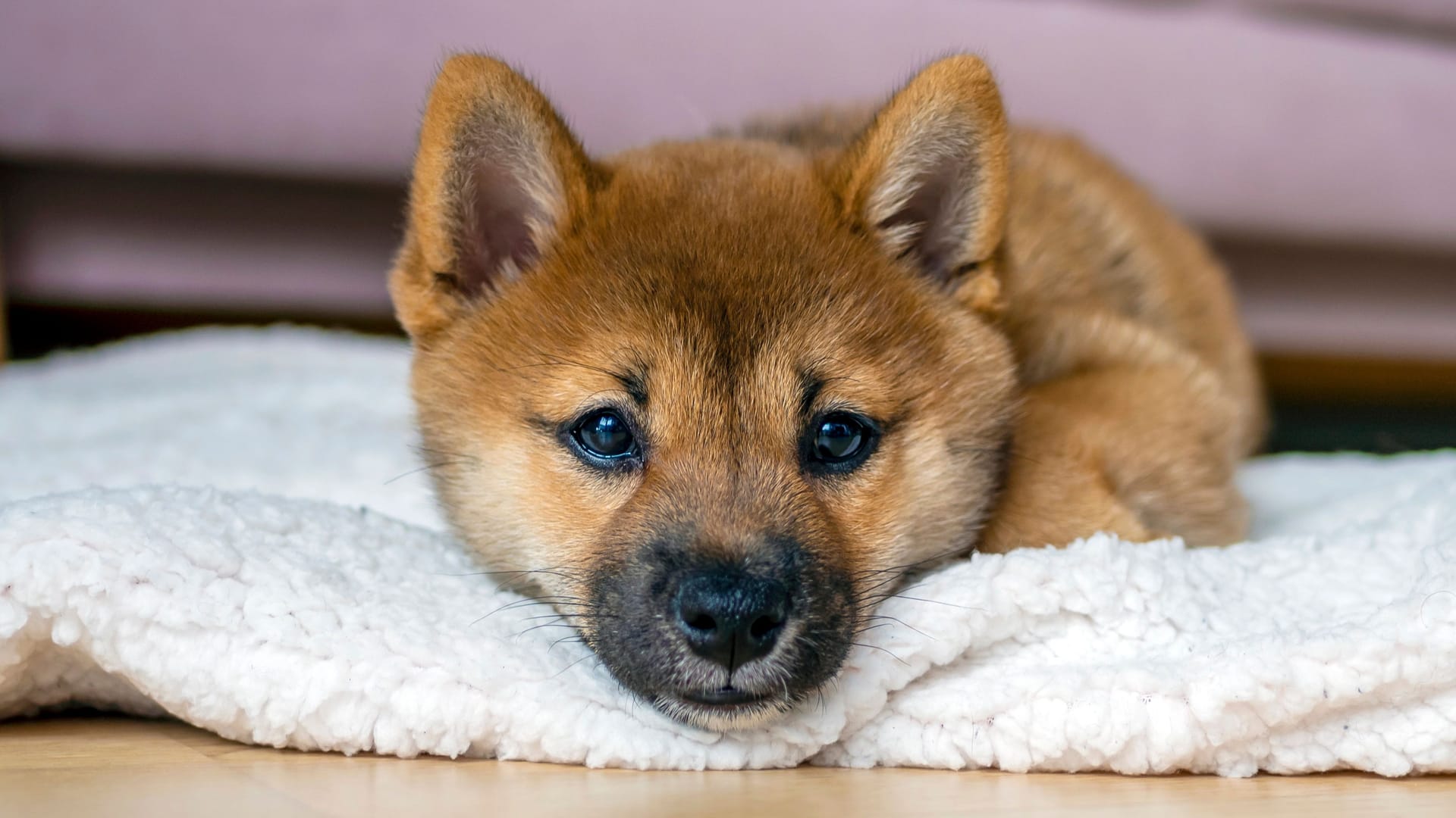 Junger Shiba Inu (Symbolbild): Die Hündin sucht ein neues Zuhause.