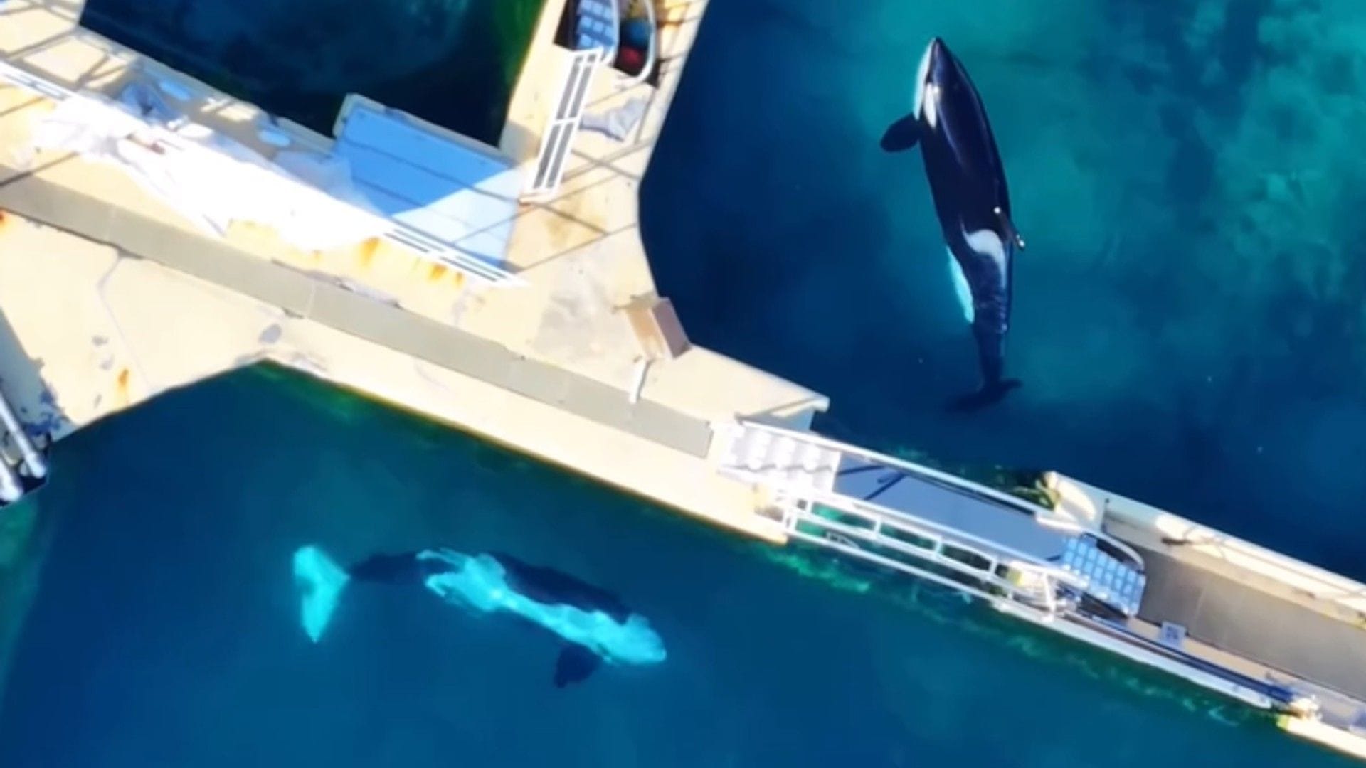 Die Orcas Wikie und Keijo sind Mutter und Sohn: Sie lebt seit 23 Jahren in Gefangenschaft, er seit elf Jahren.