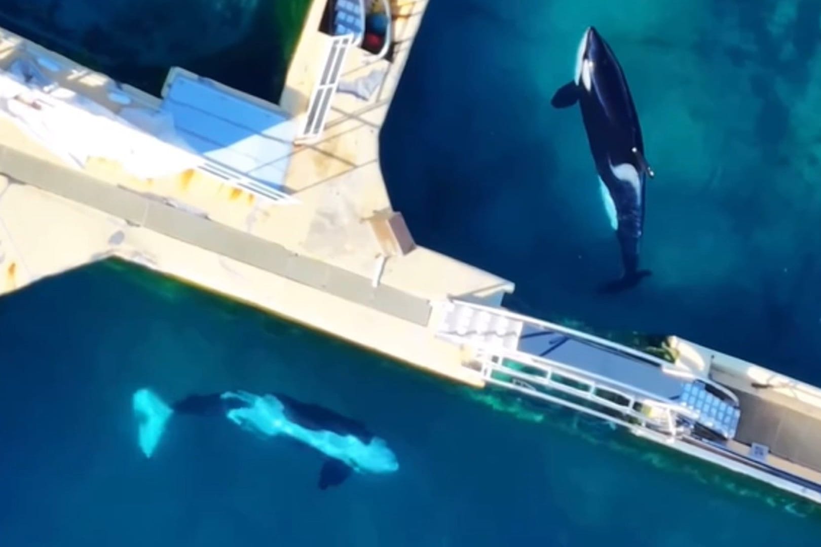 Die Orcas Wikie und Keijo sind Mutter und Sohn: Sie lebt seit 23 Jahren in Gefangenschaft, er seit elf Jahren.