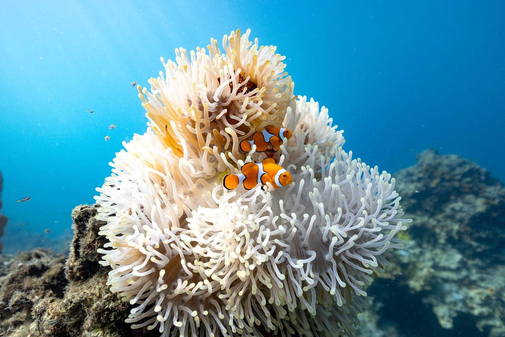 Clownfische an einer Anemone