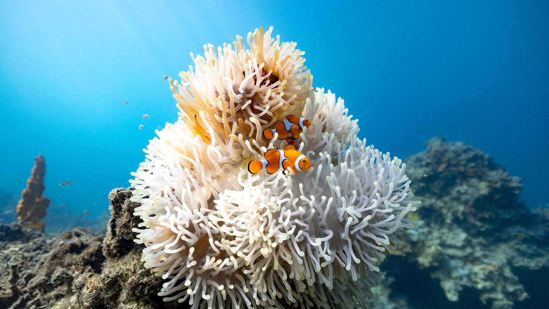 Clownfische an einer Anemone Clownfische an einer Anemone