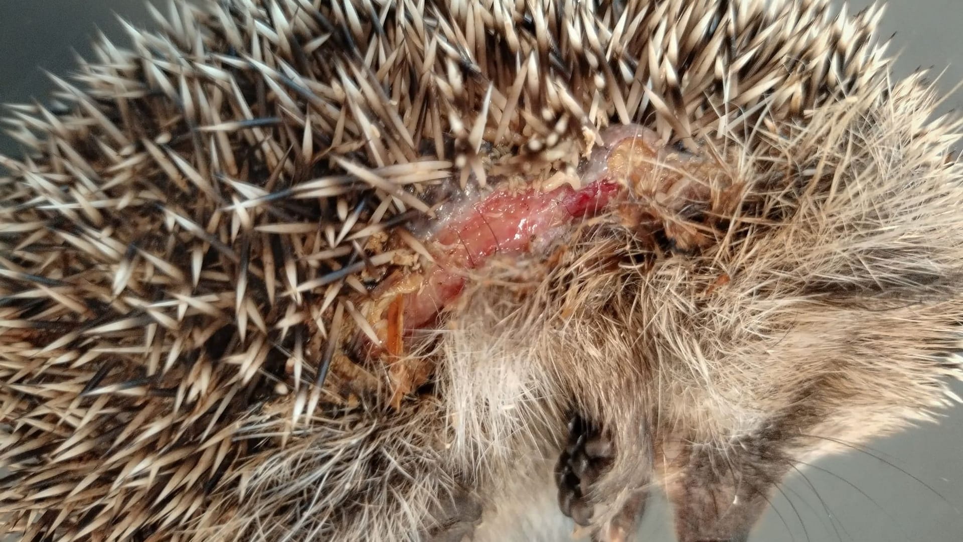 Verletzter Igel Verletzter Igel