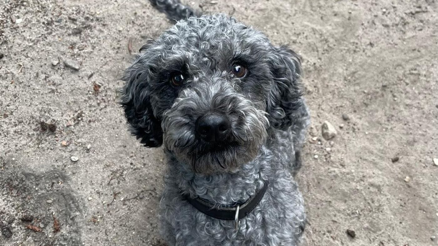 Vincent: Wegen schlechter Haltungsbedingungen wurde der Hund von der Polizei sichergestellt.