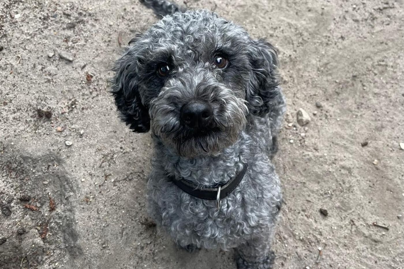 Vincent: Wegen schlechter Haltungsbedingungen wurde der Hund von der Polizei sichergestellt.