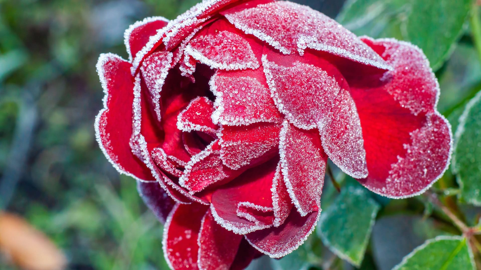 Mit Frost bedeckte rote Rose (Symbolfoto).