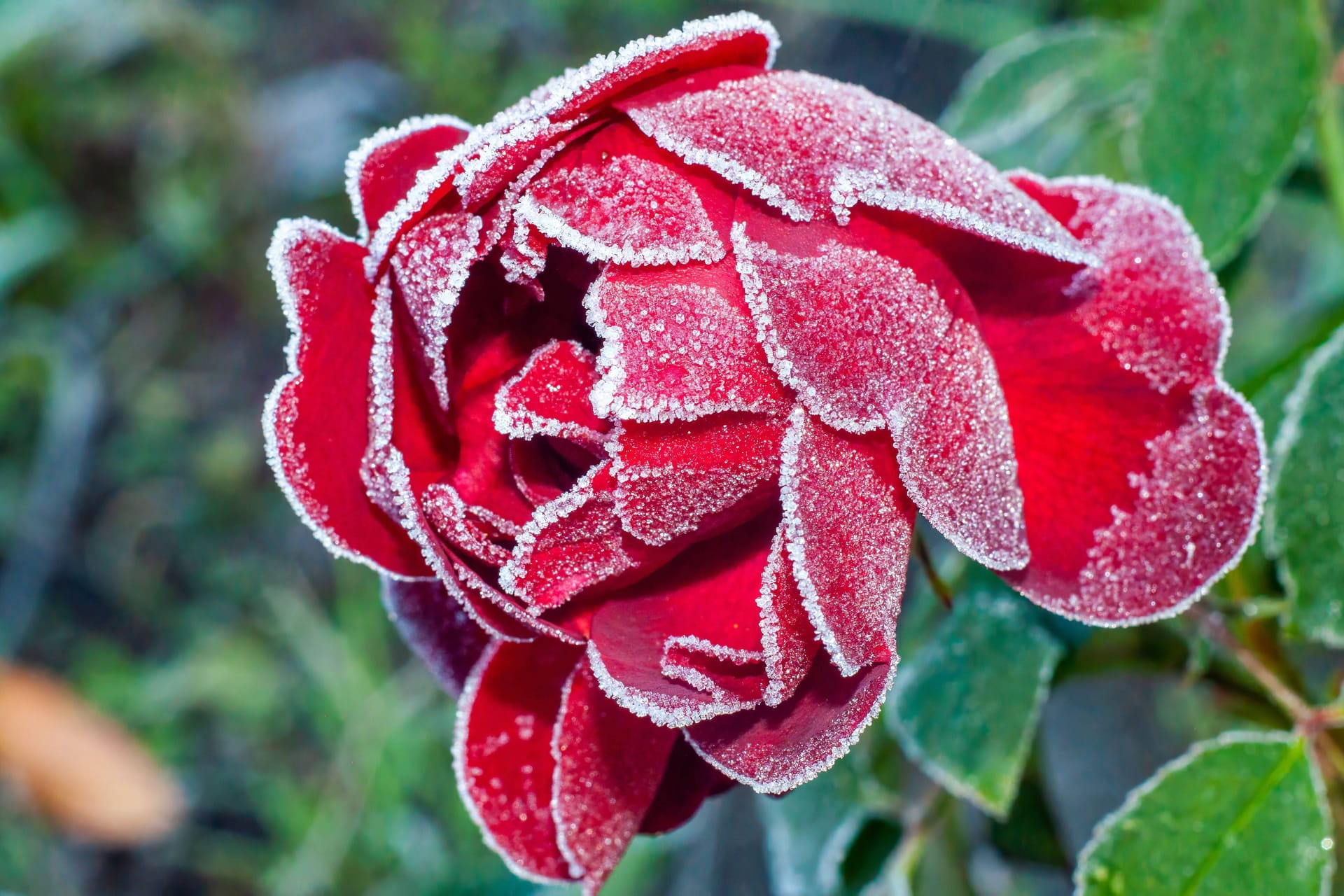 Mit Frost bedeckte rote Rose (Symbolfoto).