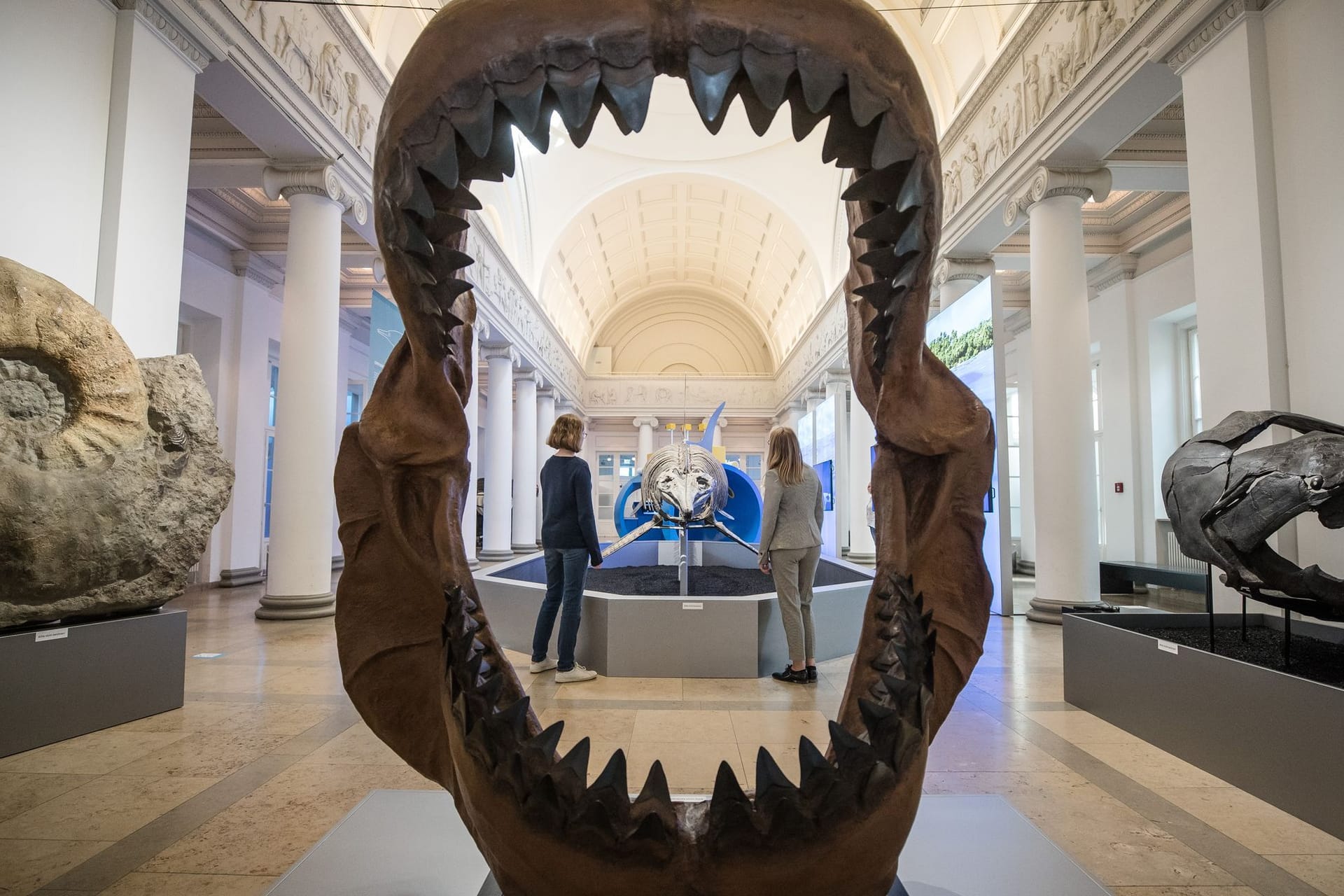Megalodon