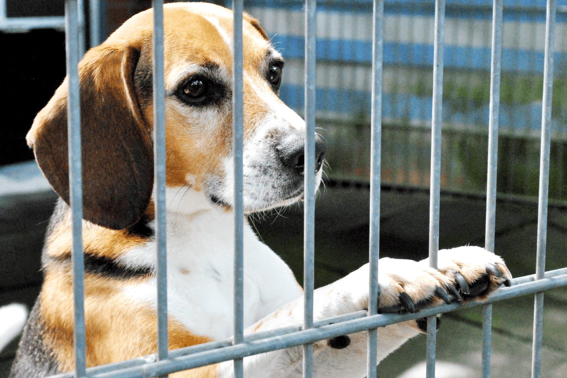 Beagle Timo: Er ist niedlich, aber nicht immer leicht zu bändigen.