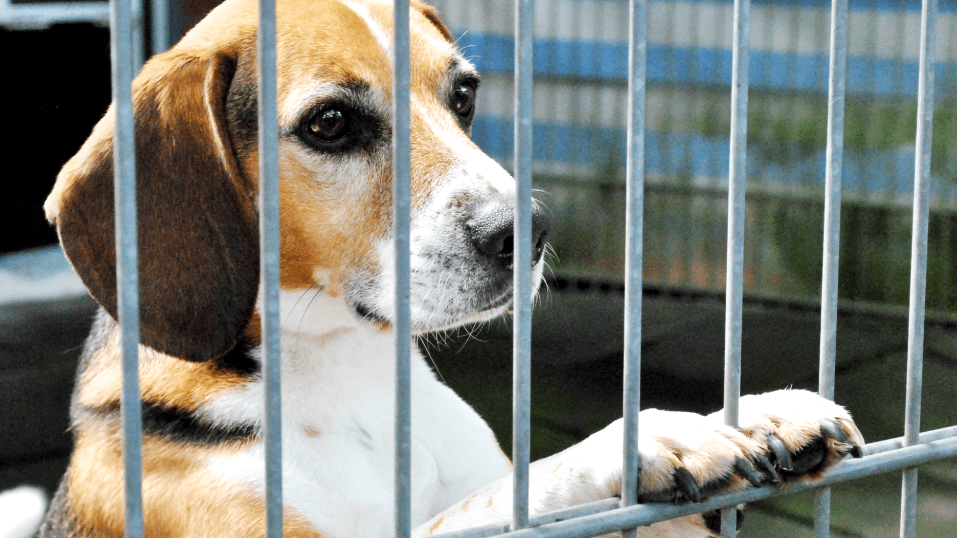 Beagle Timo: Er ist niedlich, aber nicht immer leicht zu bändigen. Beagle Timo: Er ist niedlich, aber nicht immer leicht zu bändigen.