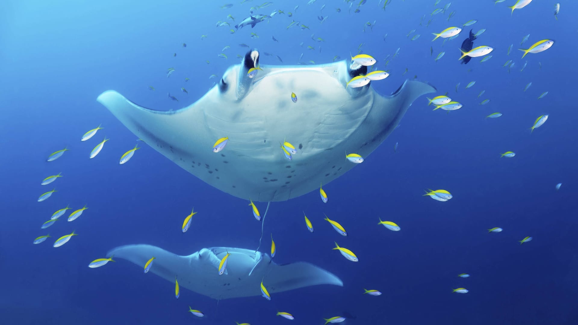 Namensgeber mit Eleganz: Der Manta gleitet durchs Wasser wie das Coupé über die Straße.