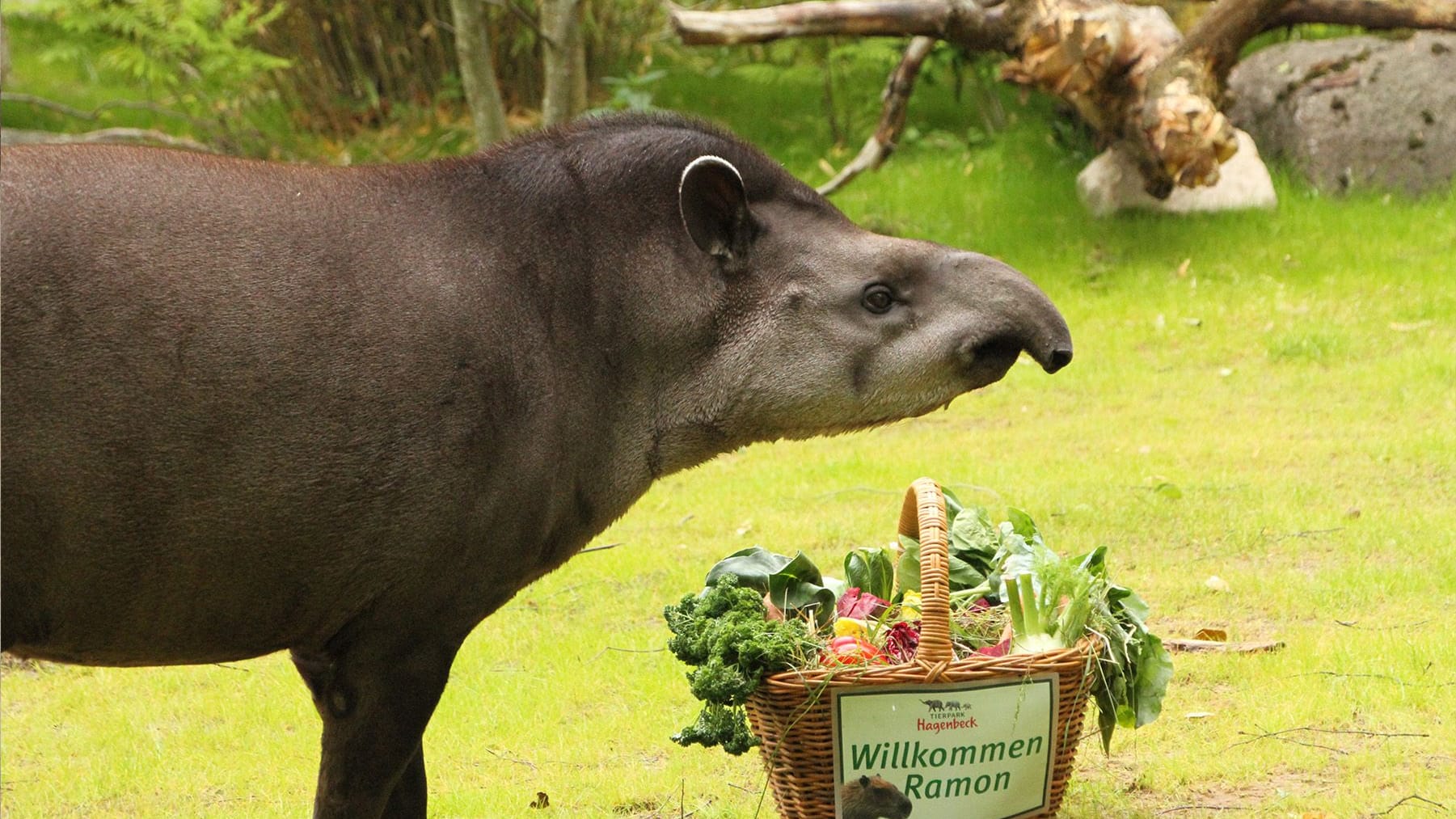 Ein Tapir auf einer Wiese: Yamari entdeckt den Begrüßungskorb von Ramon.