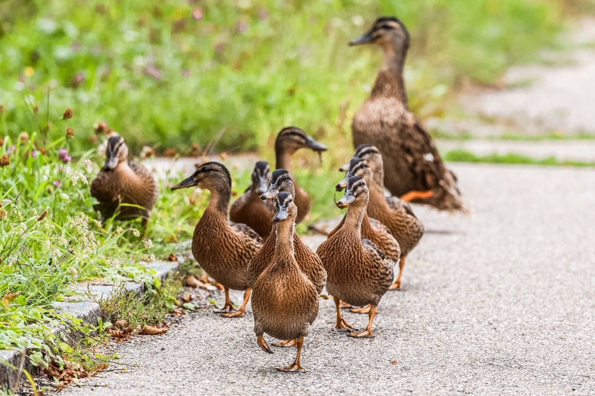 Eine Entenfamilie ist auf der Straße unterwegs (Symbolfoto).