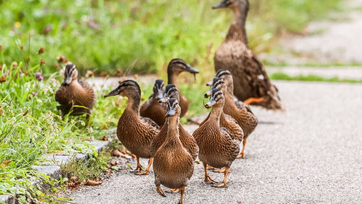 Eine Entenfamilie ist auf der Straße unterwegs (Symbolfoto).