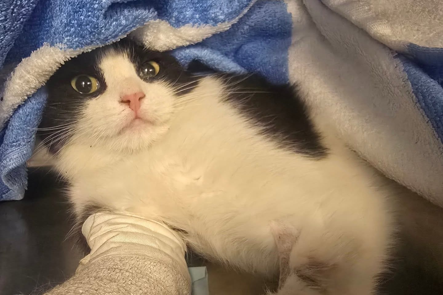 Kater Patch: Eine Familie fand das schwerverletzte Tier in einem Straßengraben.