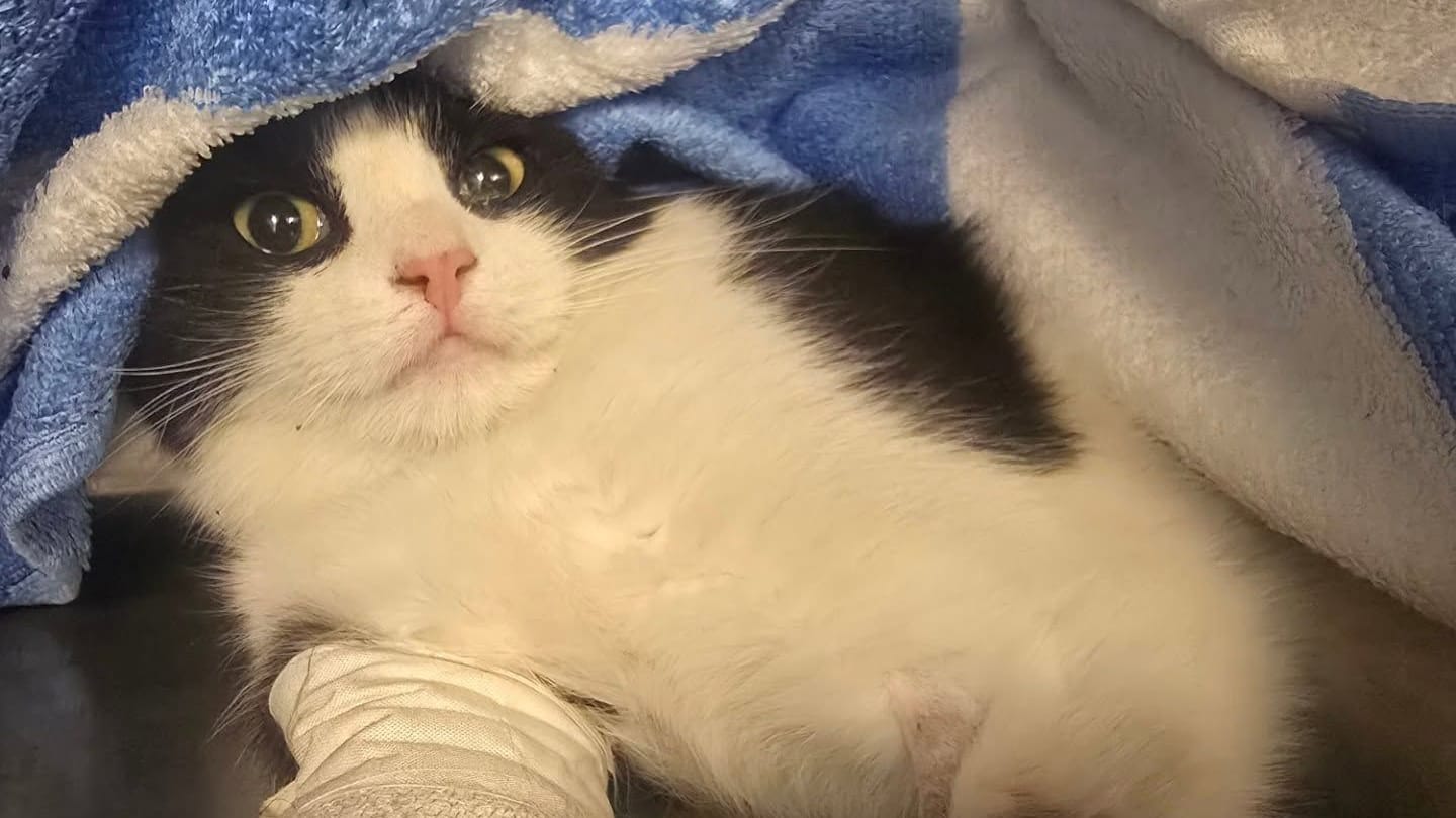 Kater Patch: Eine Familie fand das schwerverletzte Tier in einem Straßengraben. Kater Patch: Eine Familie fand das schwerverletzte Tier in einem Straßengraben.