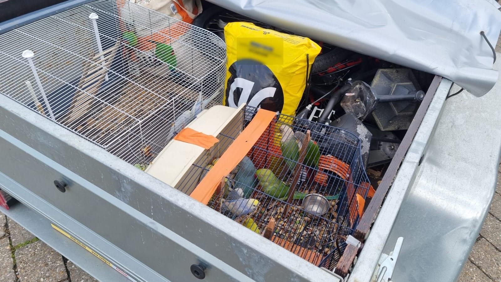 Unwürdiger Tiertransport: Diese Sittiche wurden bei einer Grenzkontrolle gefunden. Unwürdiger Tiertransport: Diese Sittiche wurden bei einer Grenzkontrolle gefunden.