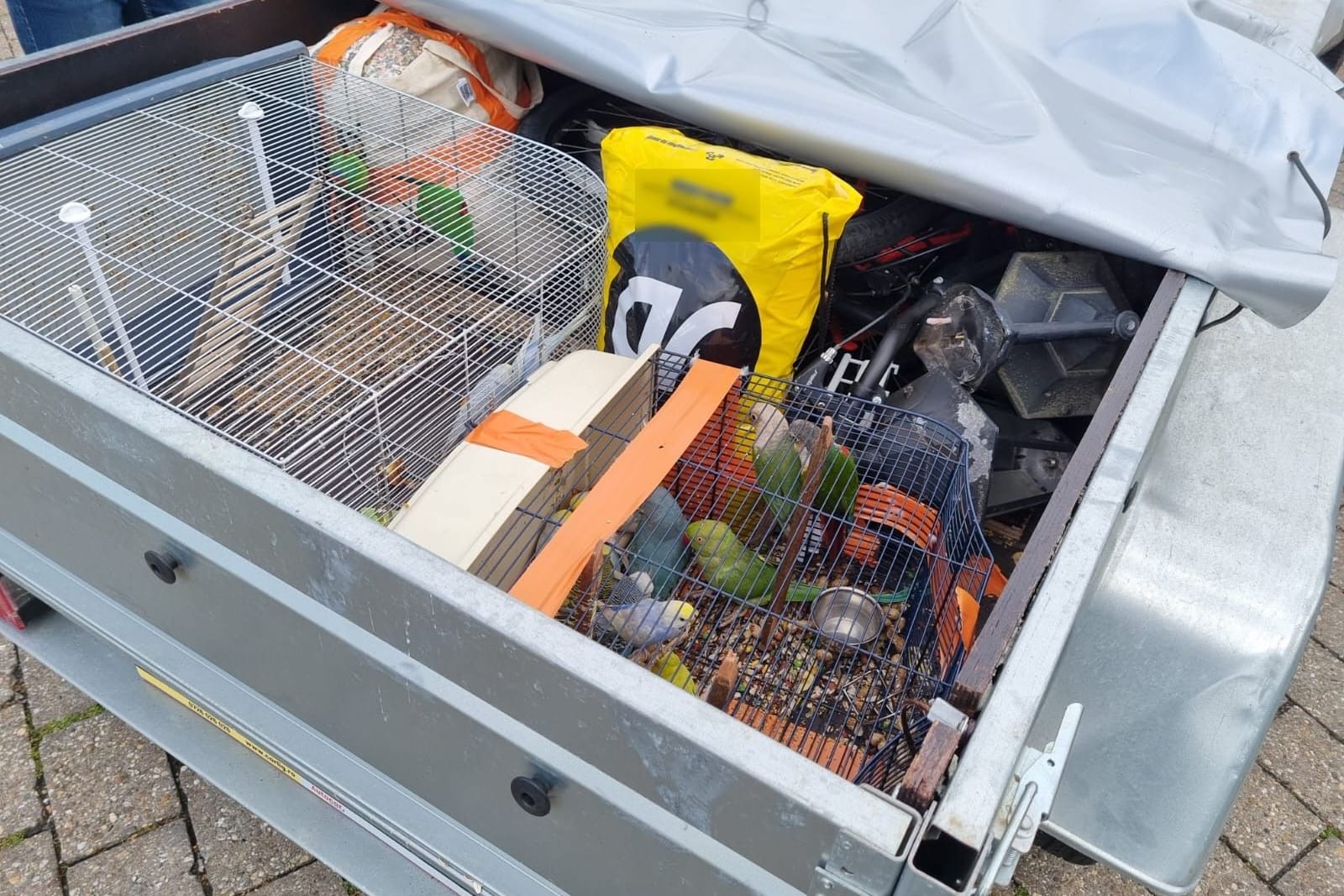 Unwürdiger Tiertransport: Diese Sittiche wurden bei einer Grenzkontrolle gefunden.