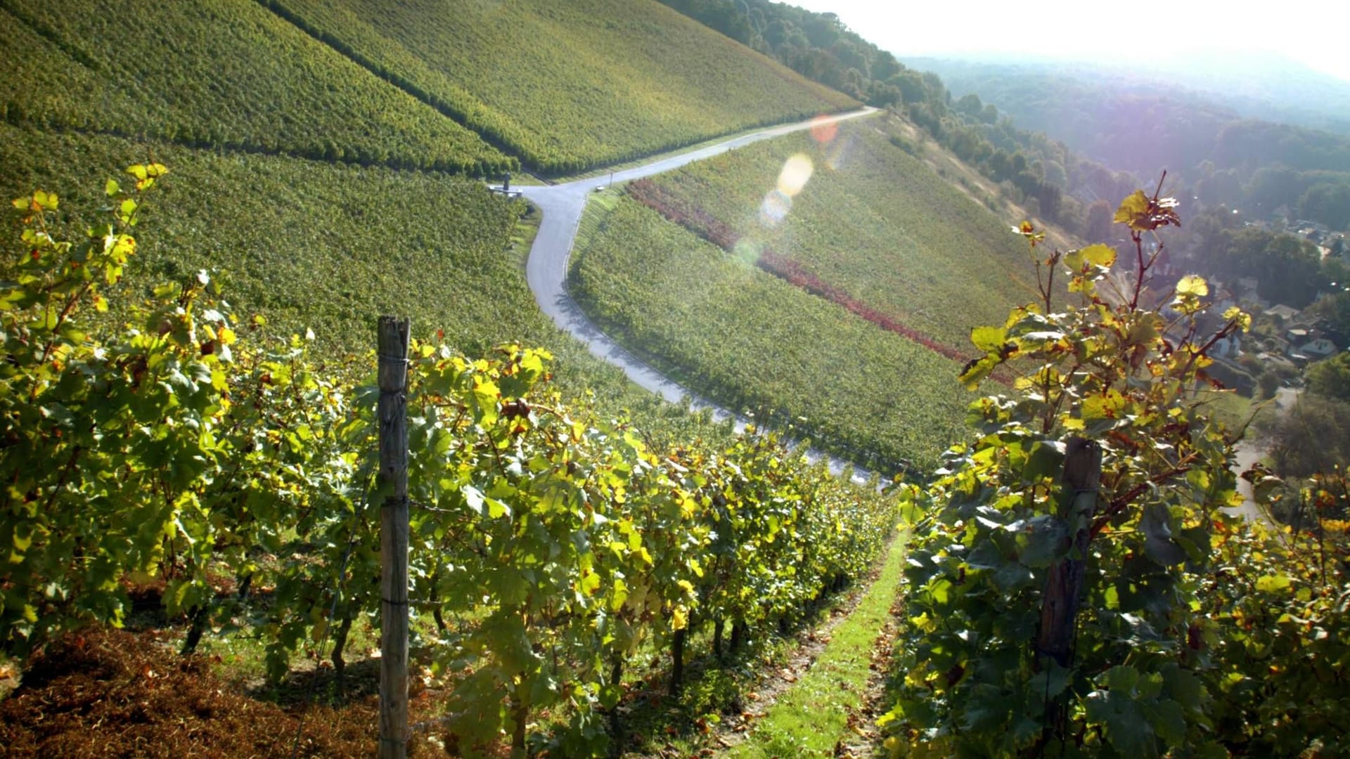 Weinreben (Archivbild): Kleine Pfade führen durch die Weinkulturen.