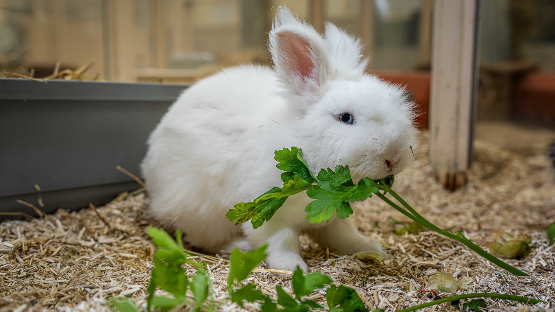 Kaninchen Ash: Sobald er Vetrauen gefasst hat, wird er zutraulich.