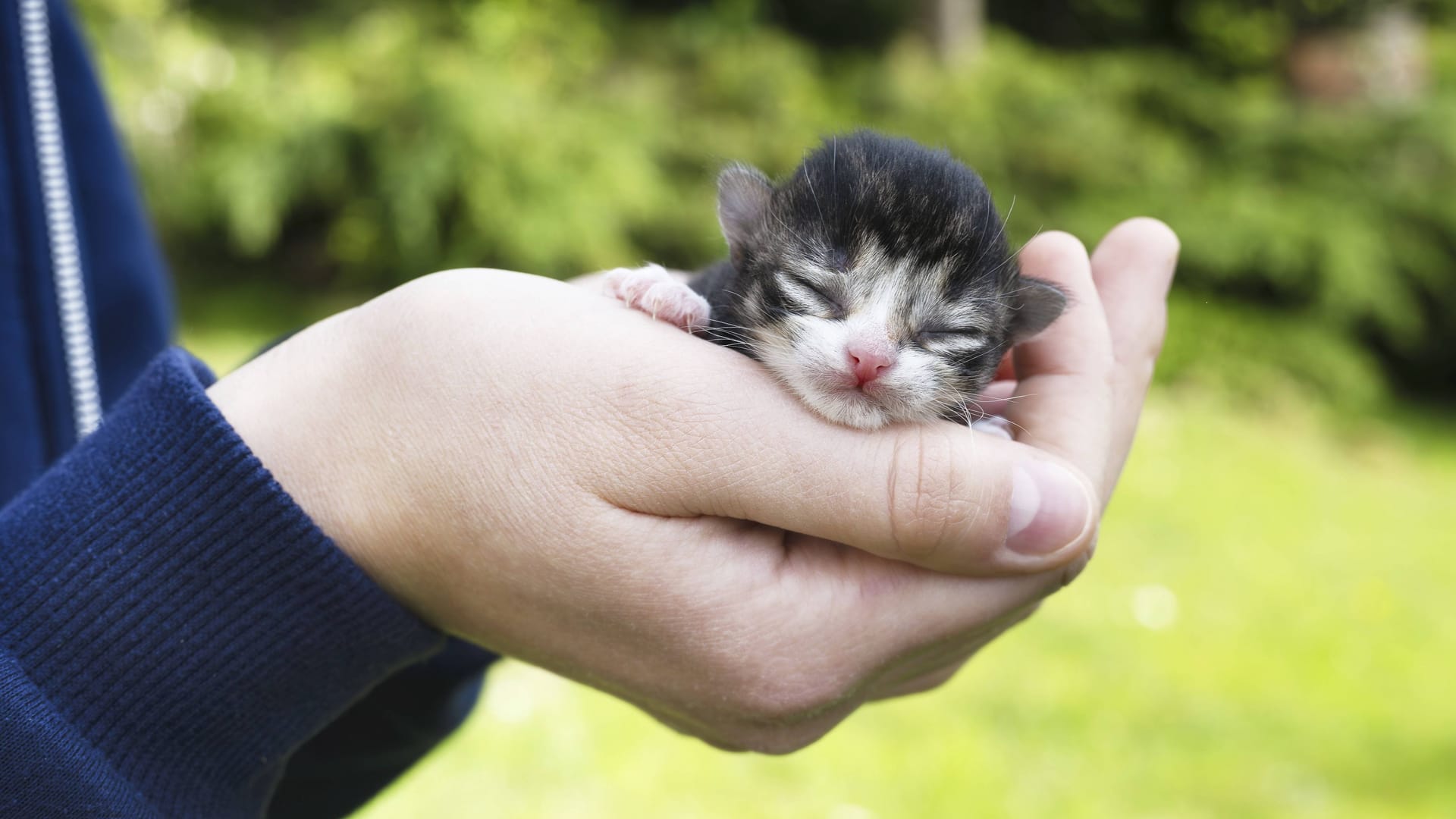 Jemand hält eine Babykatze in den Händen (Symbolbild): In der Region Hannover landeten fünf Katzenbabys in einem Graben.