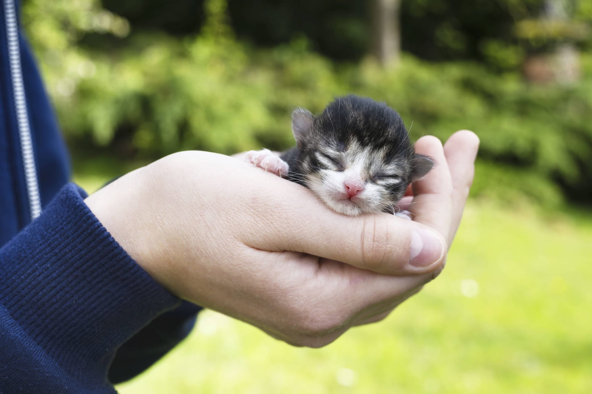 Jemand hält eine Babykatze in den Händen (Symbolbild): In der Region Hannover landeten fünf Katzenbabys in einem Graben.